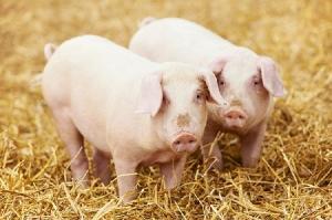 Комбикорм для свиней на откорме Город Калуга